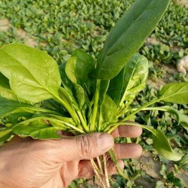 越冬菠菜10~15厘米