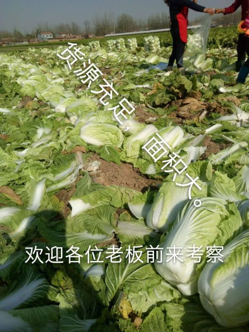 青杂三号白菜4~6斤净菜