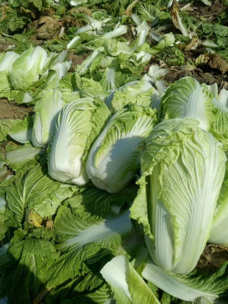 青杂三号白菜质量保证