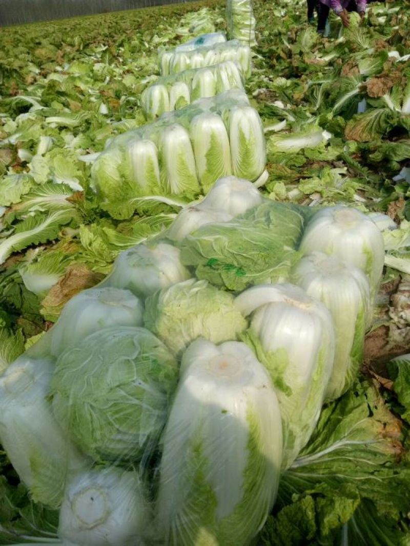 青杂三号白菜质量保证
