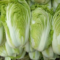 青杂三号白菜质量保证