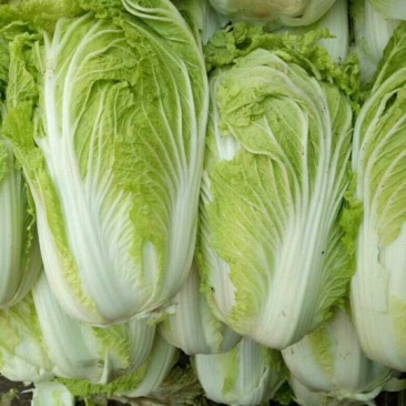 青杂三号白菜质量保证