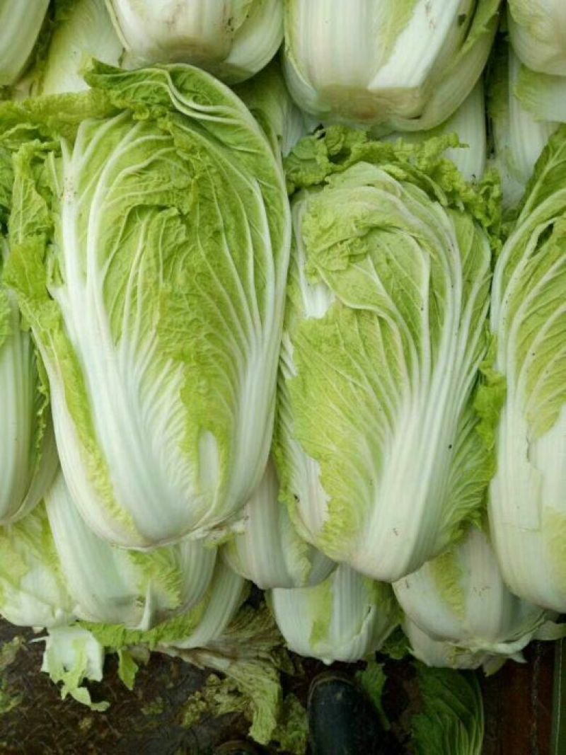 青杂三号白菜质量保证