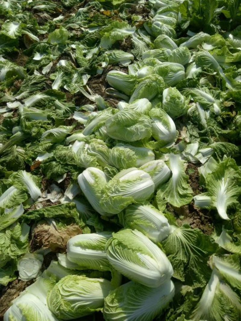 青杂三号白菜质量保证