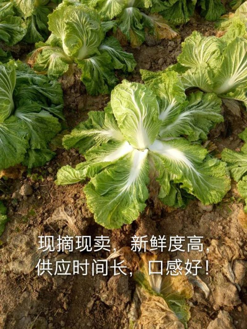 青杂三号白菜质量保证