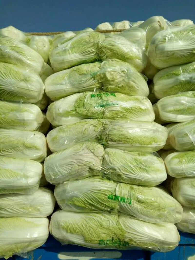 青杂三号白菜质量保证