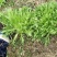 苦菊20~25cm