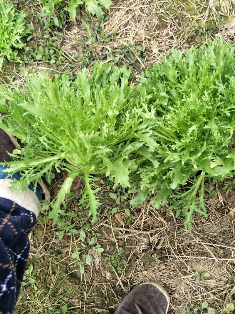 苦菊20~25cm