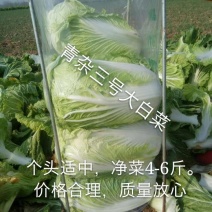 精品青杂三号白菜日供百吨大课菜散装装袋...