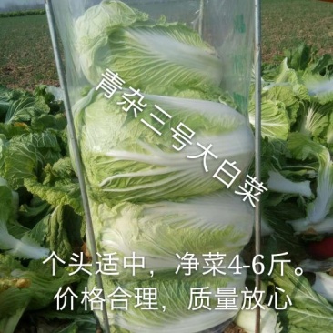 精品青杂三号白菜日供百吨大课菜散装装袋...