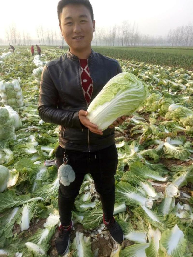 精品青杂三号白菜日供百吨大课菜散装装袋...
