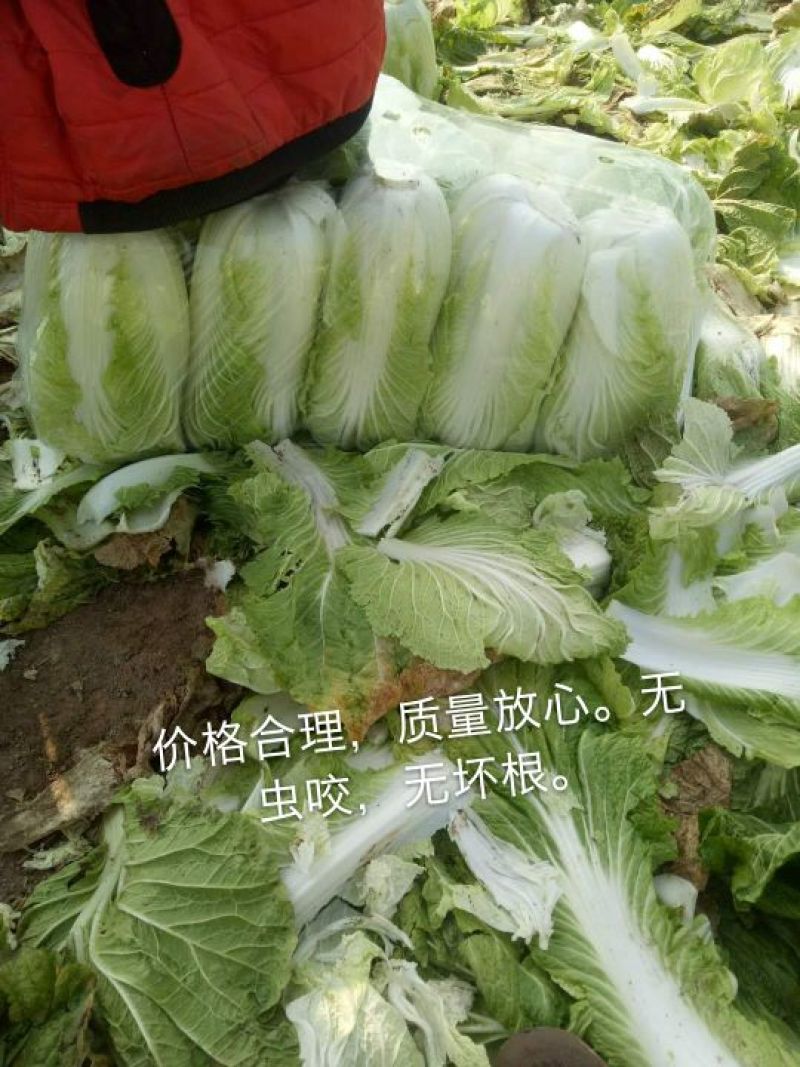 精品青杂三号白菜日供百吨大课菜散装装袋...
