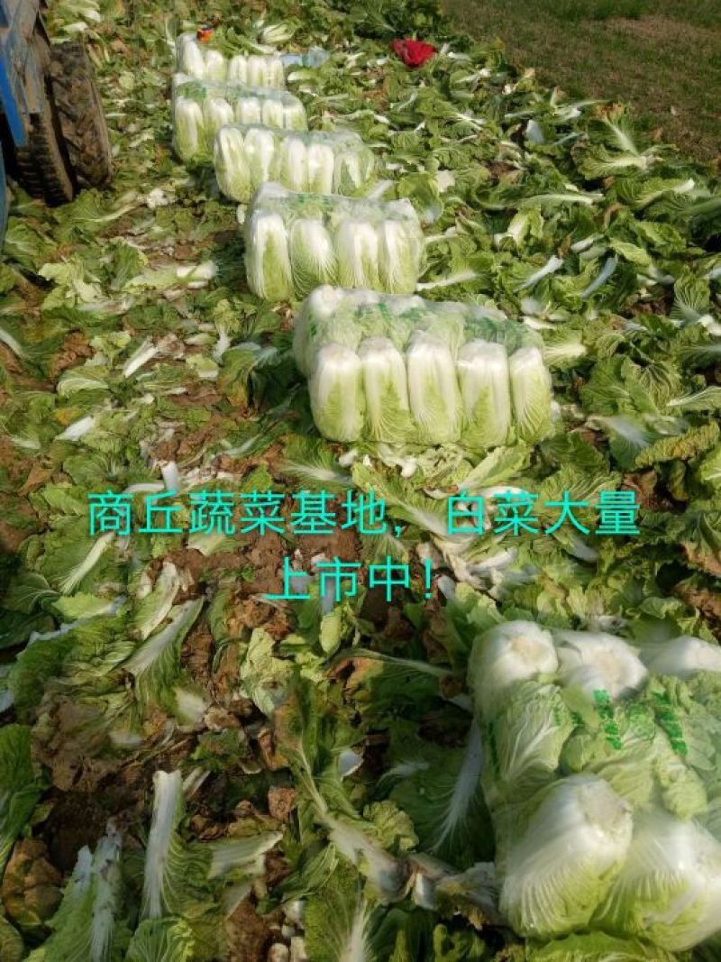 精品青杂三号白菜日供百吨大课菜散装装袋...