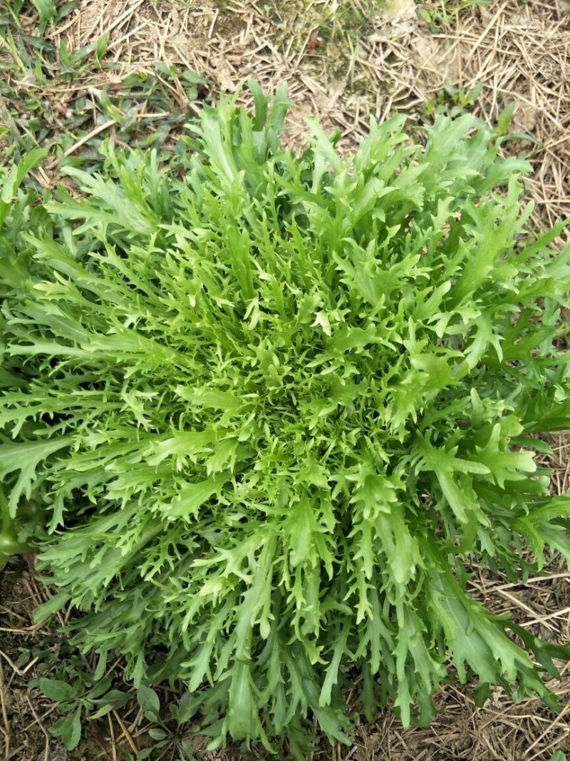 苦菊20~25cm