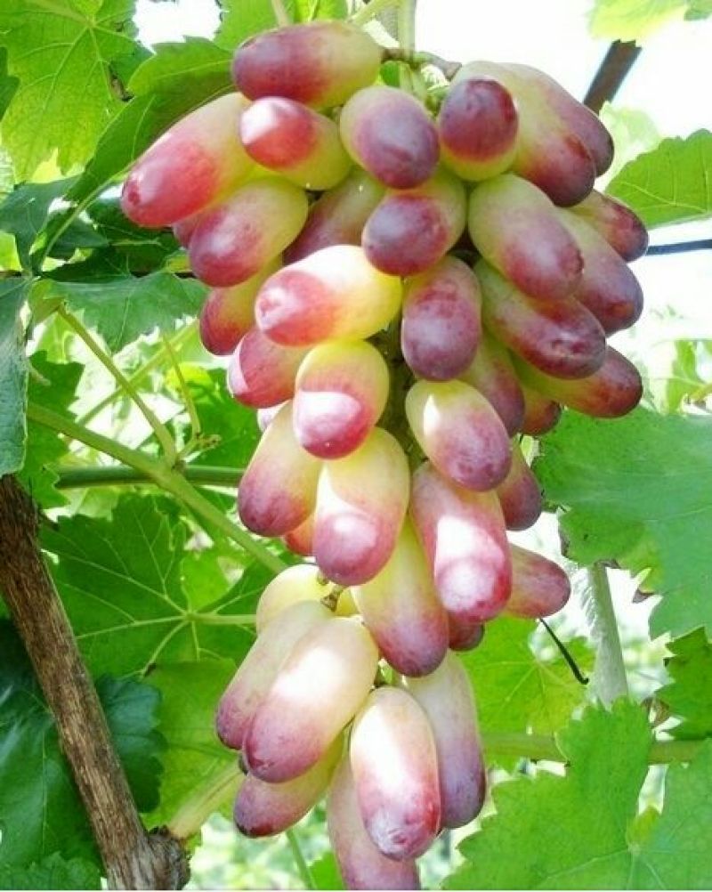金手指葡萄苗1年30~50cm苗圃现挖包成活率