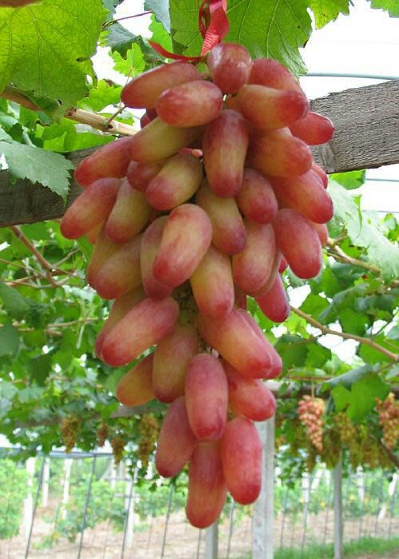 金手指葡萄苗1年30~50cm苗圃现挖包成活率