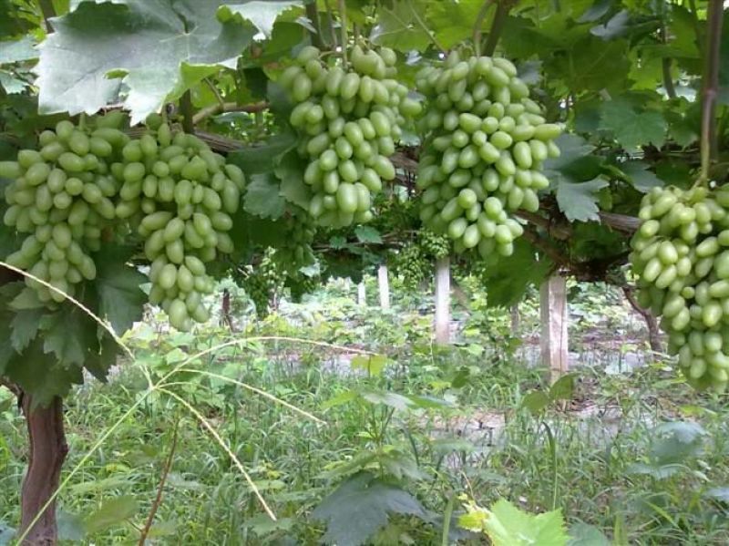 金手指葡萄苗1年30~50cm苗圃现挖包成活率