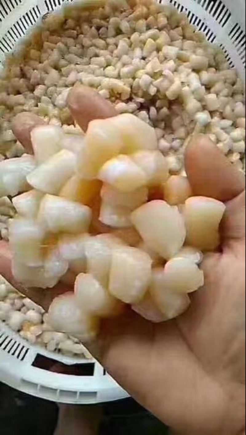 干瑶柱