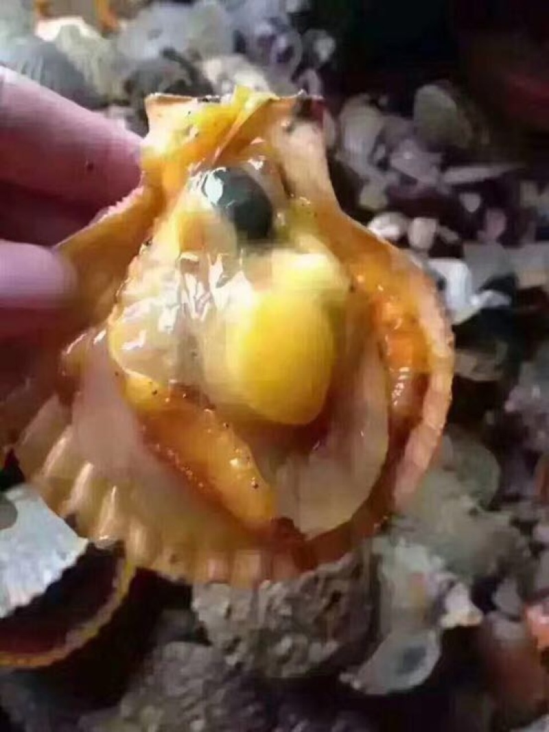 干瑶柱