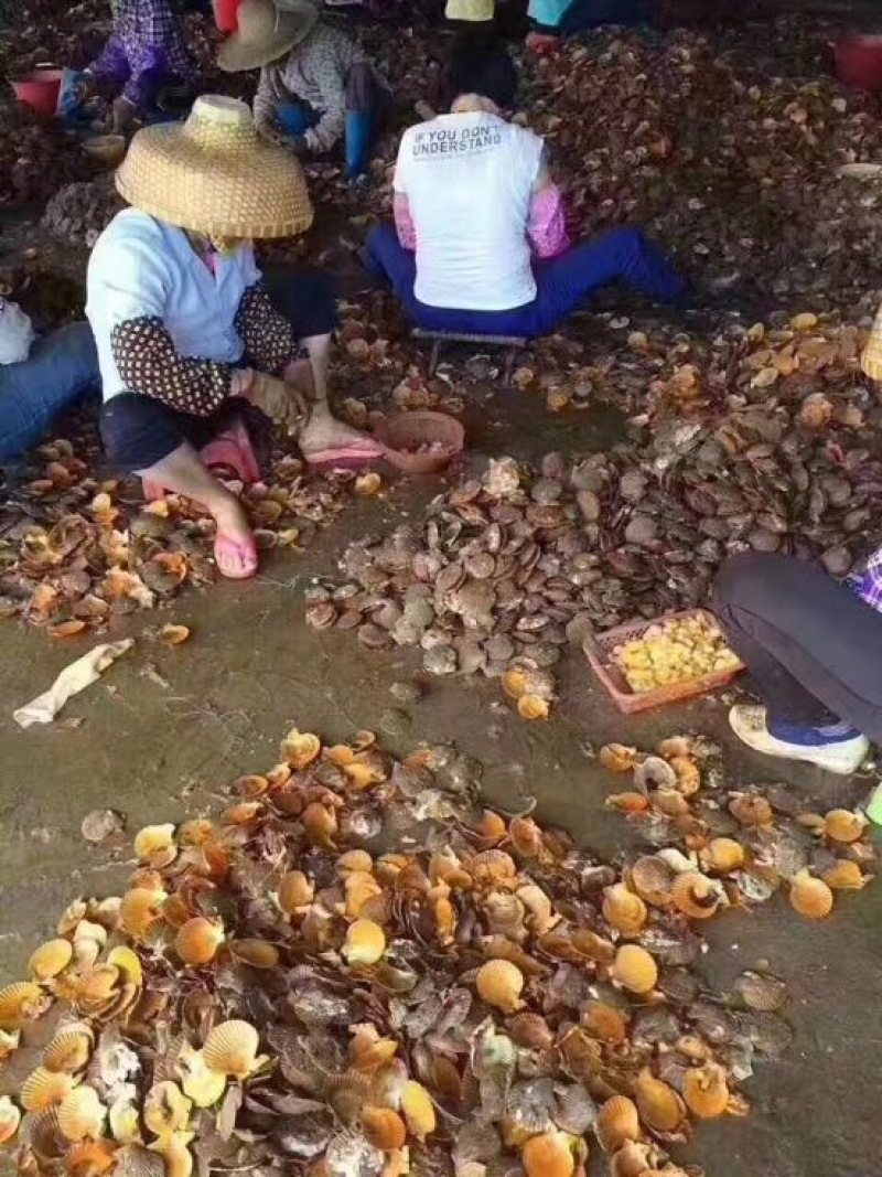 干瑶柱