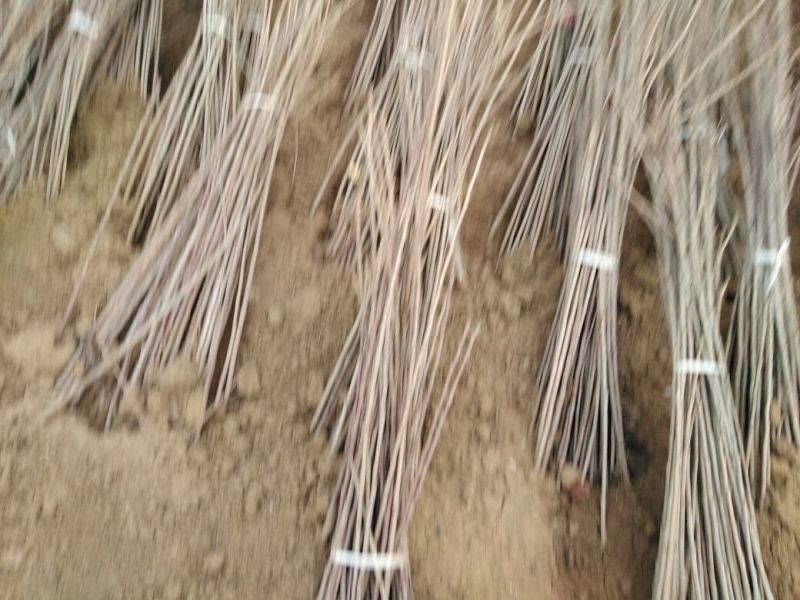 樱桃树苗1年80cm以上包品种包成活死苗补发