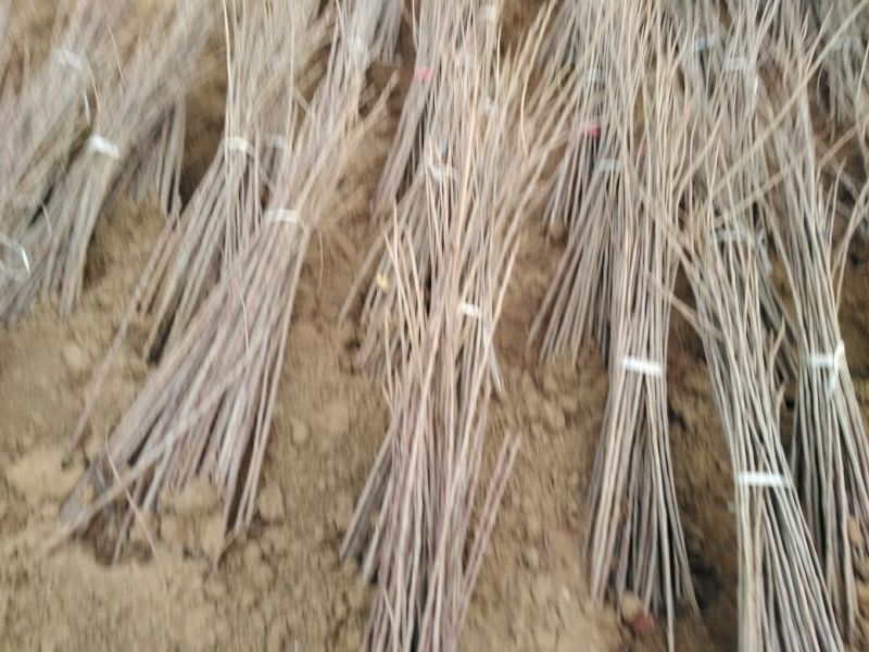 樱桃树苗1年80cm以上包品种包成活死苗补发