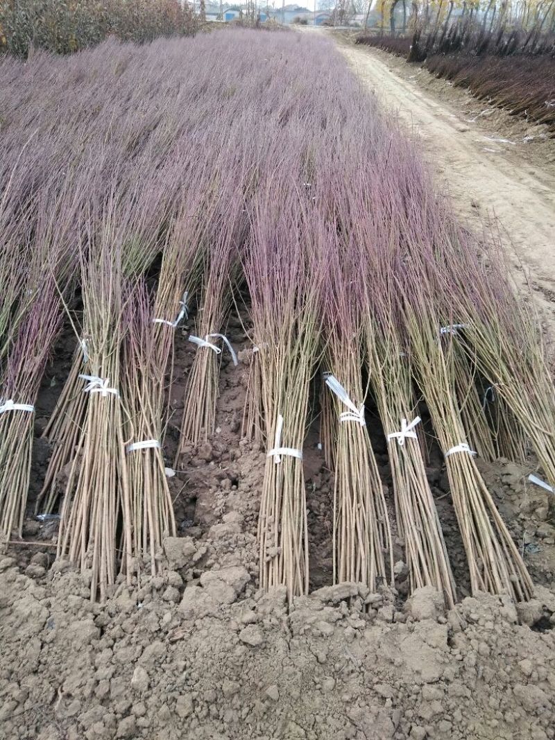 李子树苗50~100cm嫁接苗包成活南北种植包邮发货