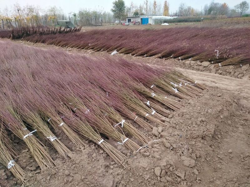 李子树苗50~100cm嫁接苗包成活南北种植包邮发货