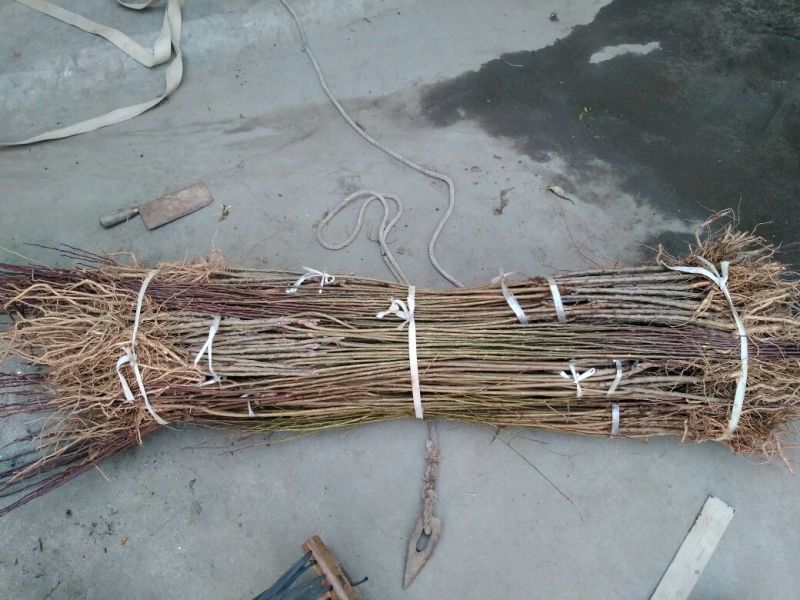 李子树苗50~100cm嫁接苗包成活南北种植包邮发货