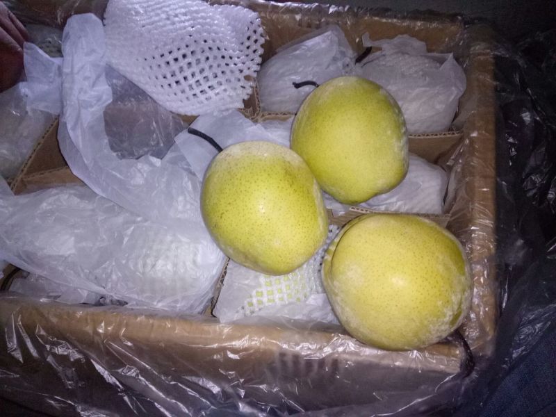 河北皇冠梨大量有货价格便宜产地直发一手货源