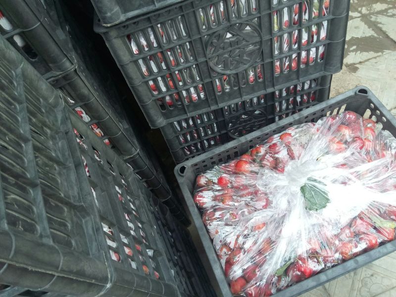 河北皇冠梨大量有货价格便宜产地直发一手货源