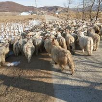 绵羊110~140斤/头
