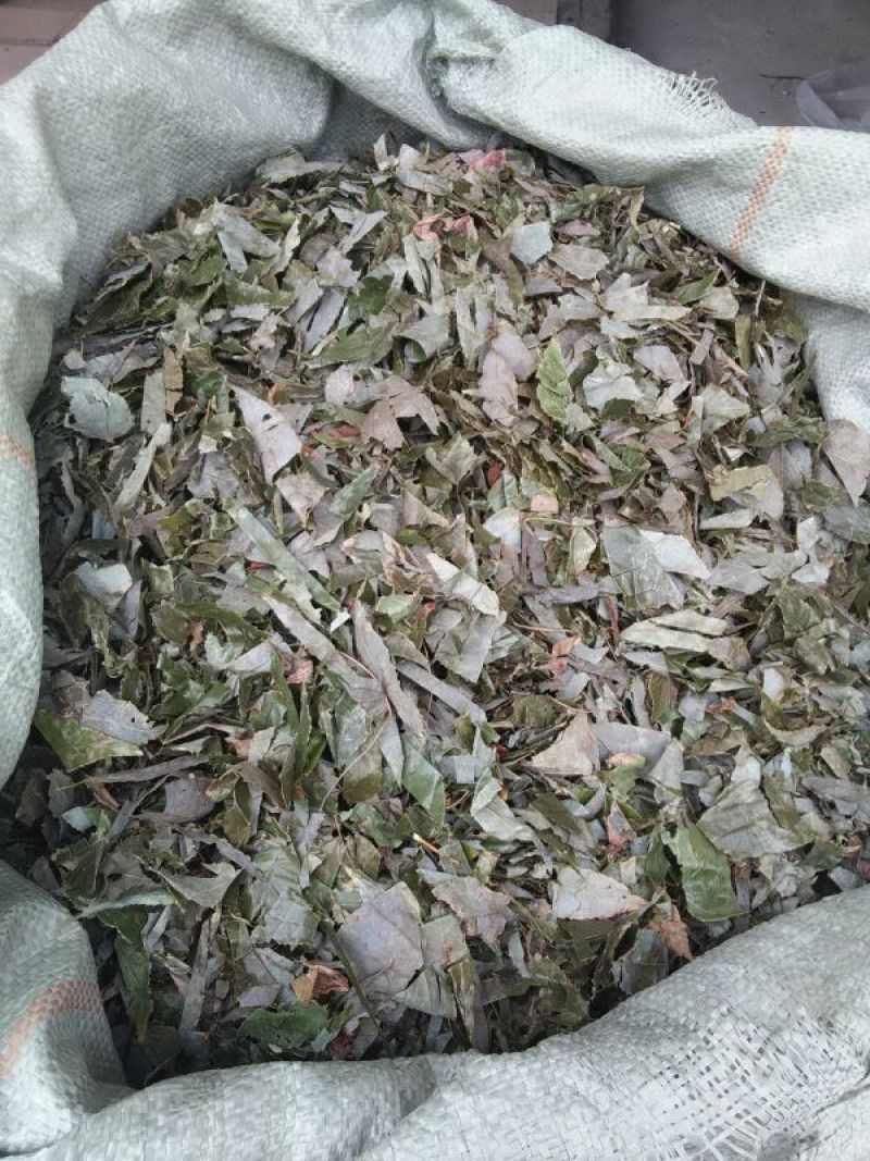淫羊藿切段全叶
