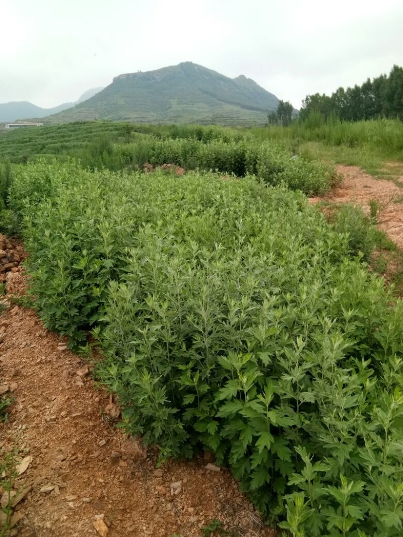 艾根