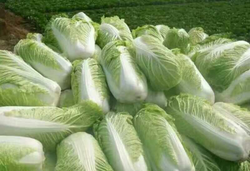 北京三号白菜2~3斤大量上市，欢迎询价