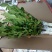 香水柠檬树苗30~50cm