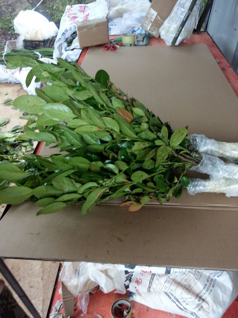 香水柠檬树苗30~50cm