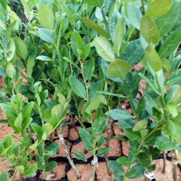 香水柠檬树苗30~50cm