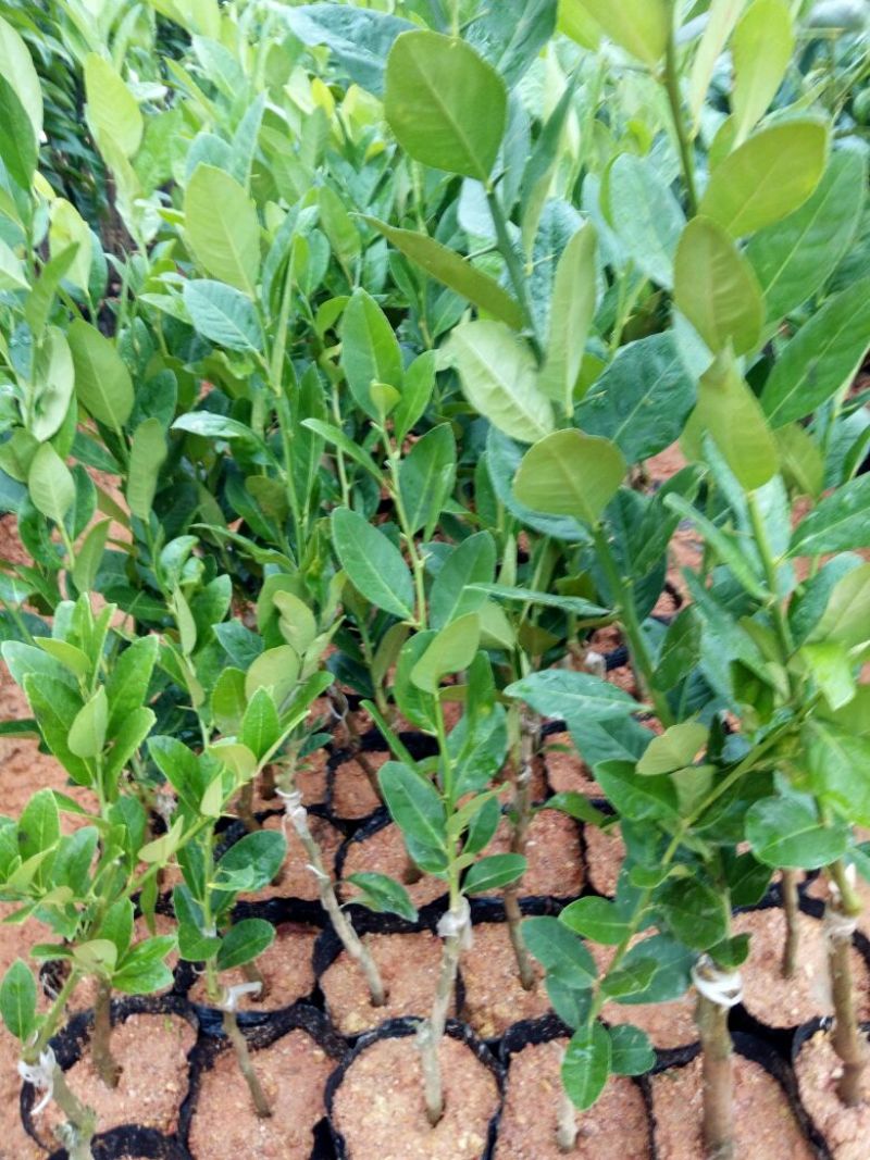 香水柠檬树苗30~50cm