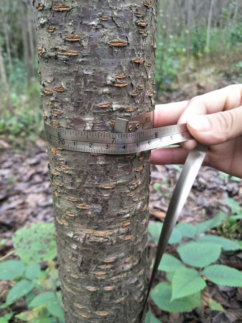 处理一批紫叶李，要搞快哦，慢了就没有了