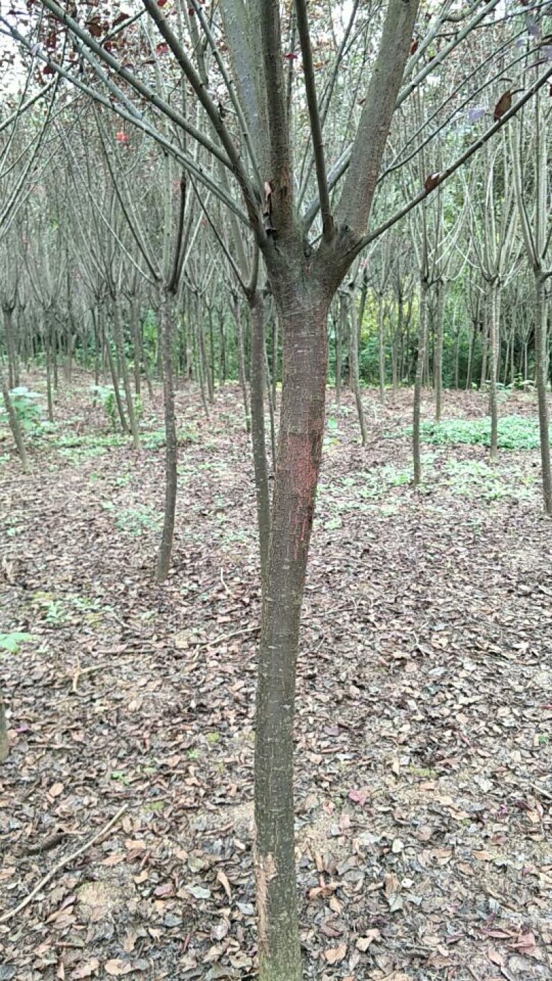 处理一批紫叶李，要搞快哦，慢了就没有了