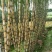 黑皮甘蔗6~8斤4~5cm2.5~3米