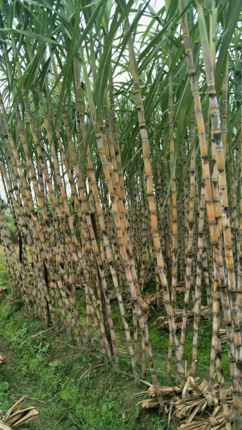 黑皮甘蔗6~8斤4~5cm2.5~3米