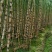 黑皮甘蔗6~8斤4~5cm2.5~3米