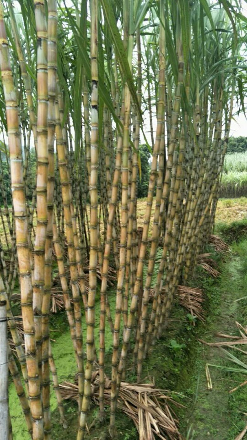 黑皮甘蔗4~6斤2~3cm2.5~3米