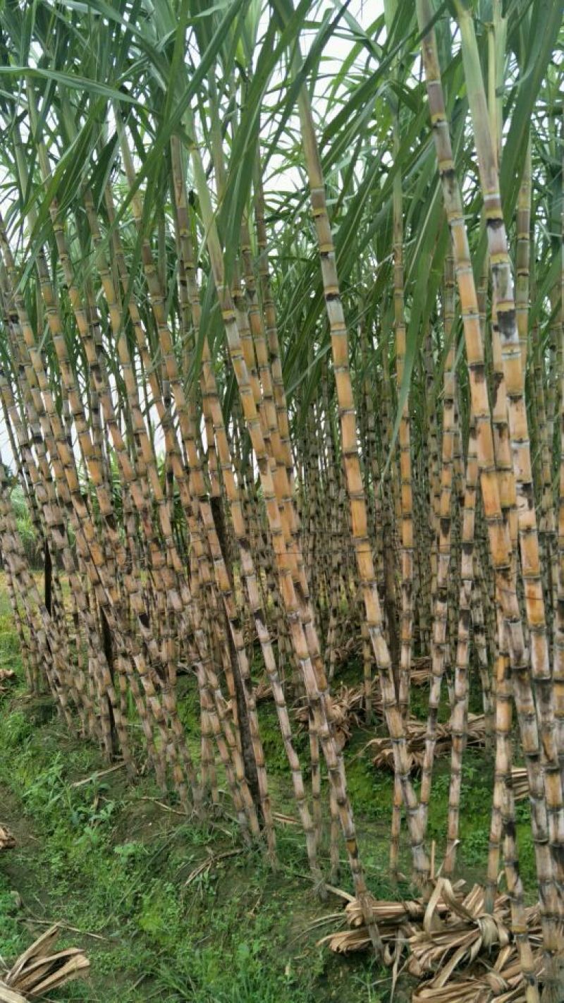 黑皮甘蔗4~6斤2~3cm2.5~3米