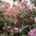红花紫薇1~2米2~4cm1.5~2米