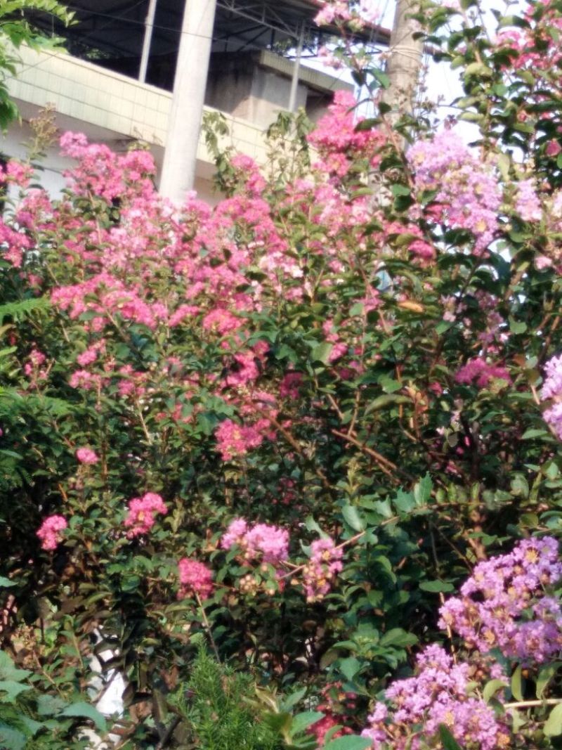 红花紫薇1~2米2~4cm1.5~2米