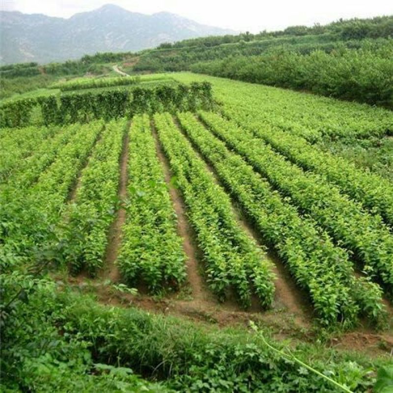 薄皮核桃去皮40mm以上干