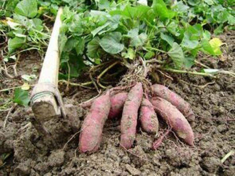 红薯淀粉散装